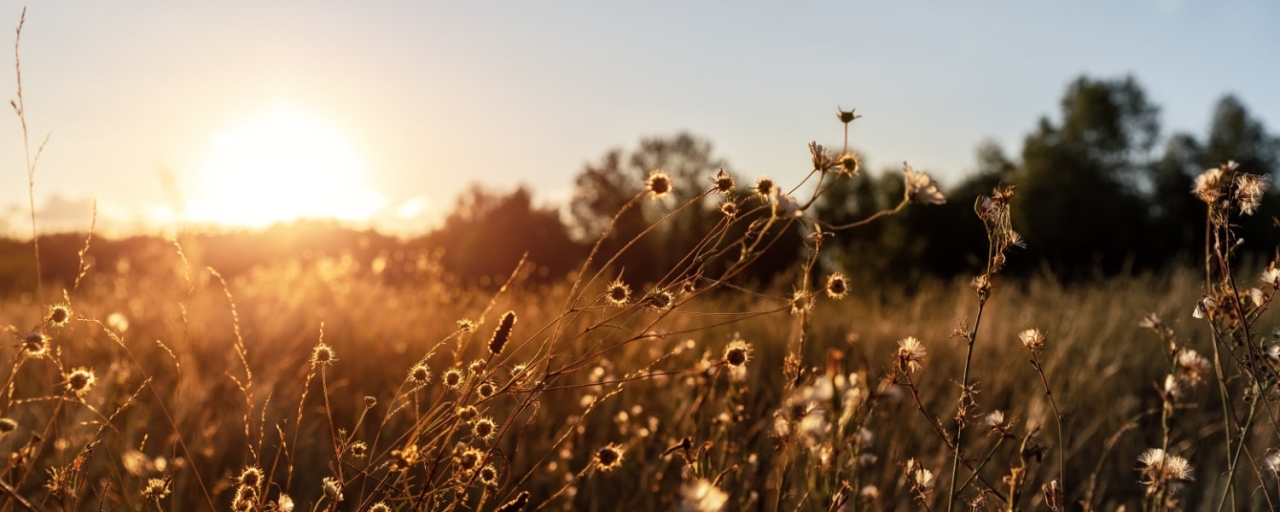Abstract warm landscape of dry wildflower and grass meadow on wa - Abstract warm landscape of dry wildflower and grass meadow on warm golden hour sunset or sunrise time. Tranquil autumn fall nature field background. Soft golden hour sunlight panoramic countryside.